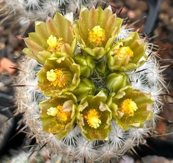 Gymnocactus beguinii var. hintoniorum